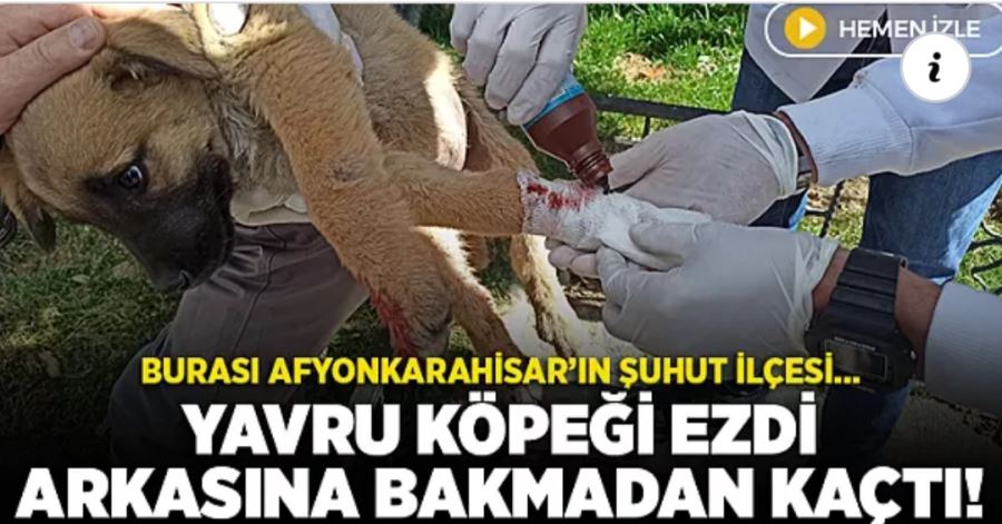  Yavru köpeği ezen sürücü arkasına bile bakmadan  kaçtı  