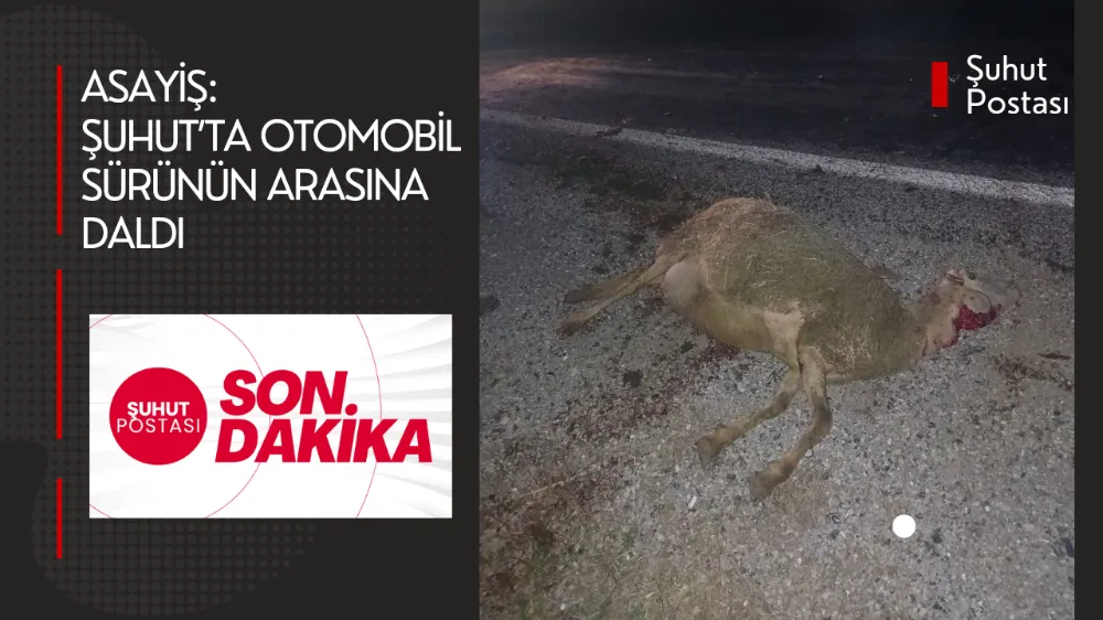 ŞUHUT’TA OTOMOBİL SÜRÜNÜN ARASINA DALDI!